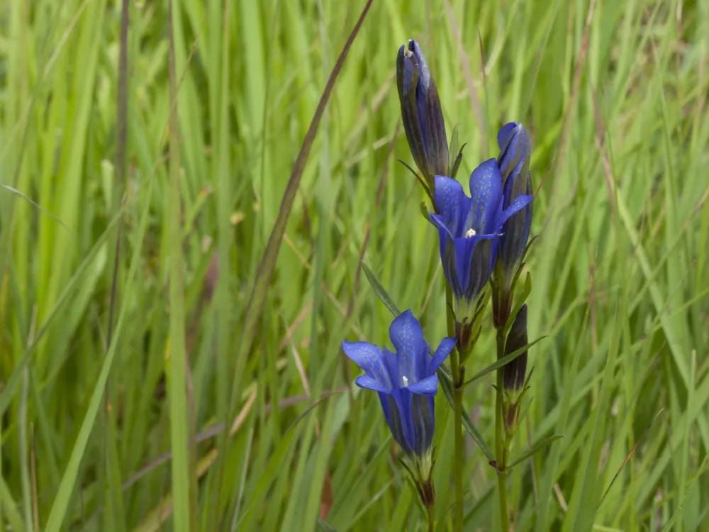 Per gentiana 2.jpg