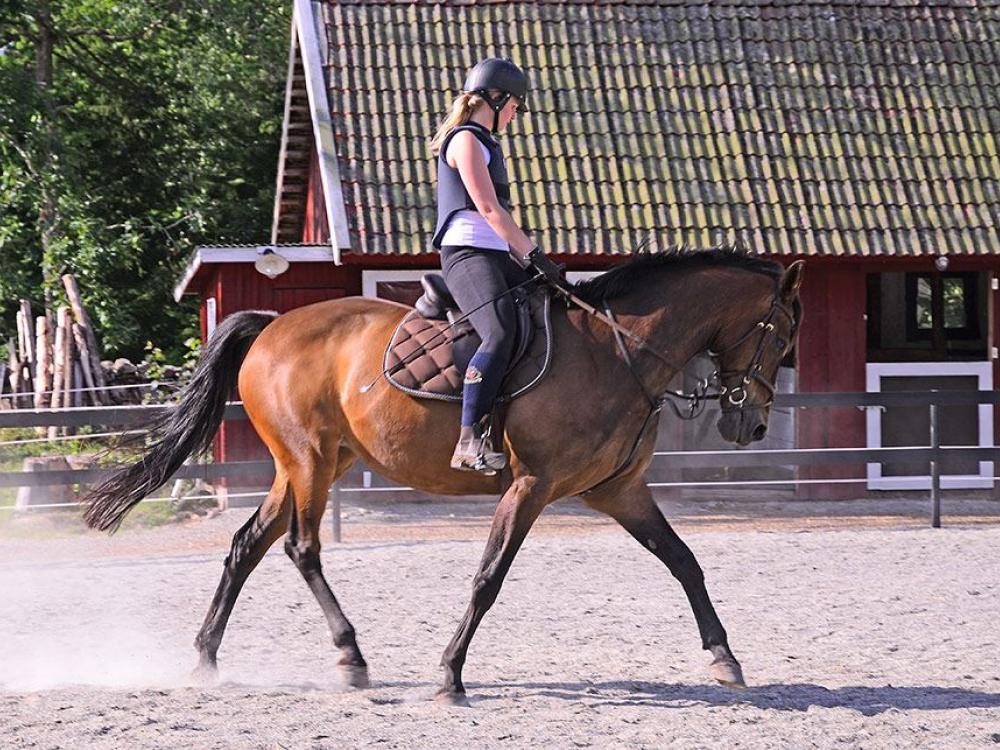 Espetuna riding stables