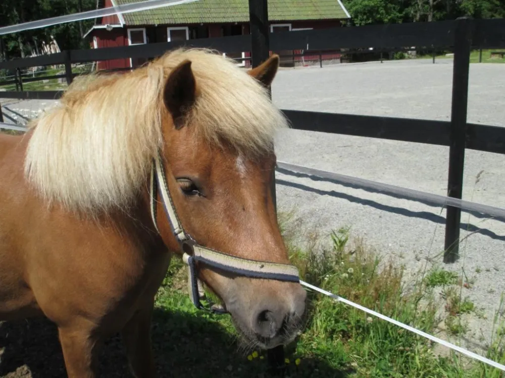 Espetuna riding stables