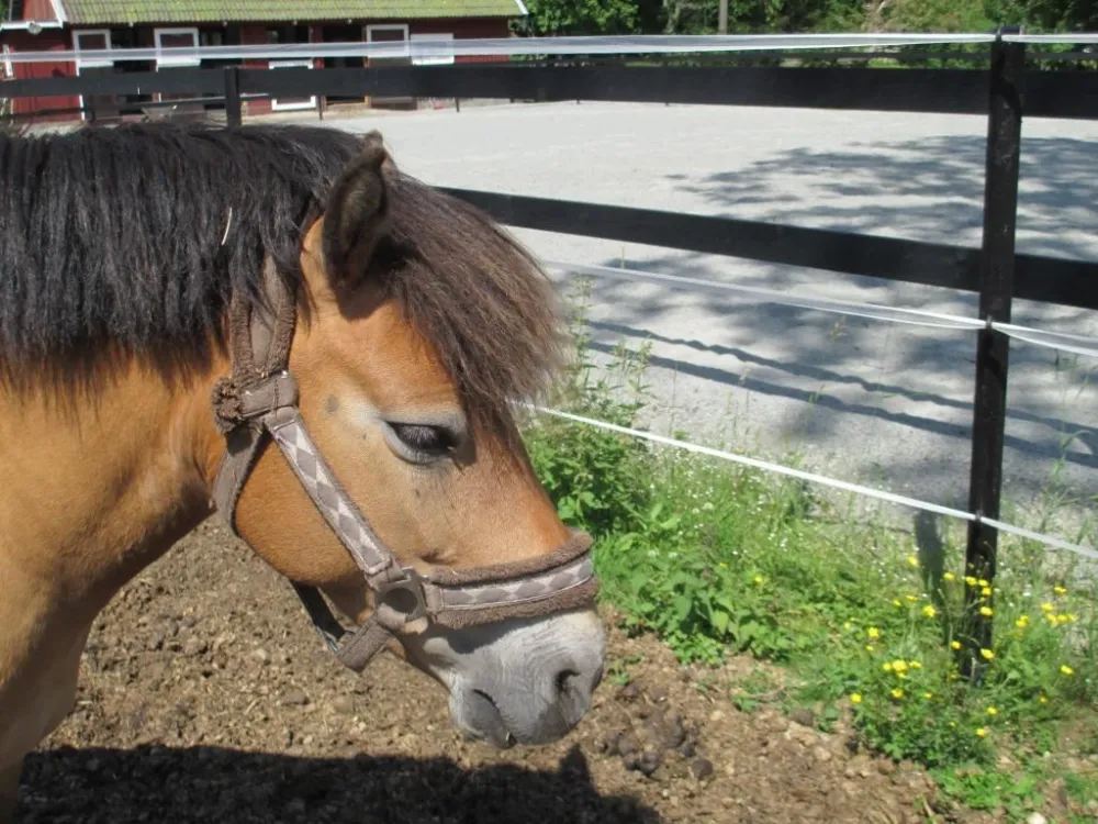 Espetuna riding stables