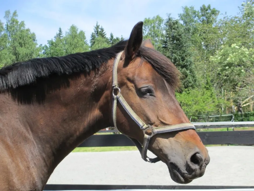 Espetuna riding stables