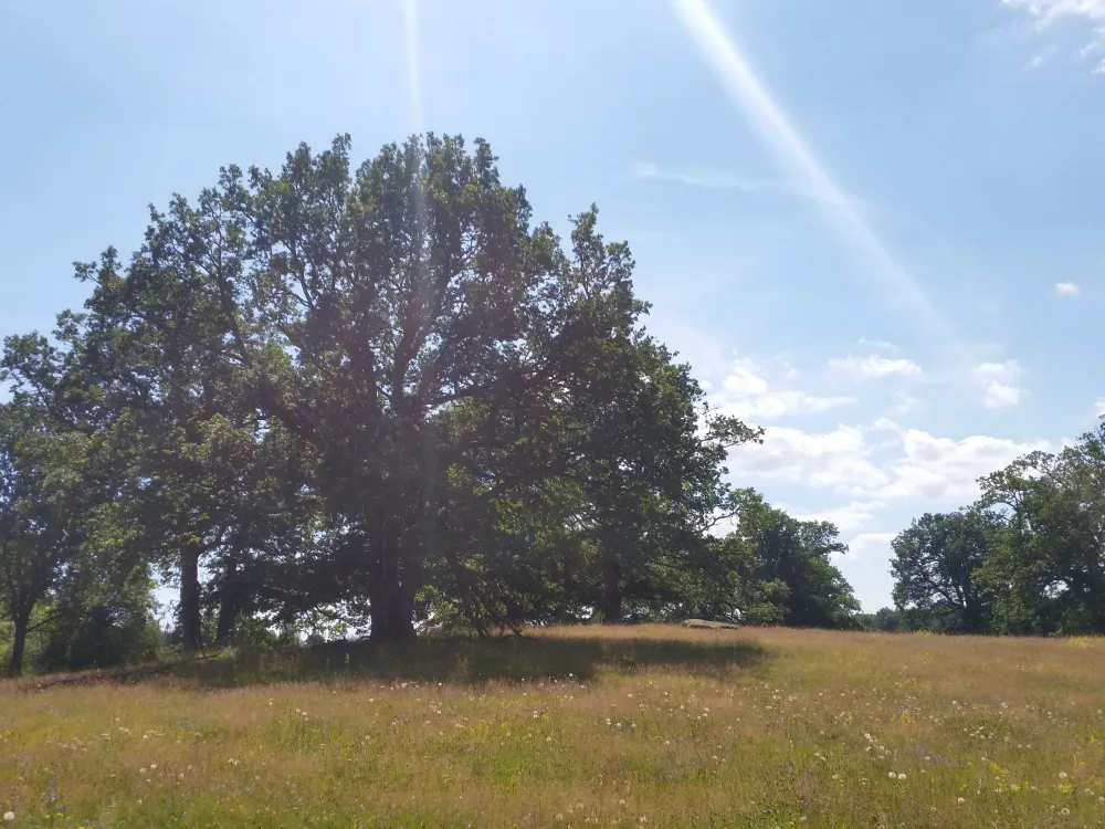 Naturreservat Osby offerlund