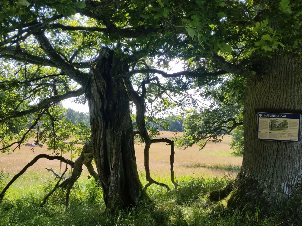 Naturreservat Osby offerlund