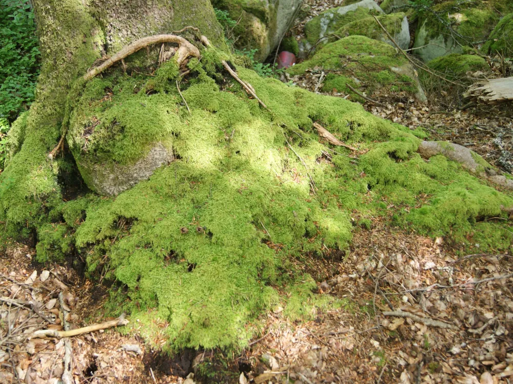 Naturreservat Torne bokskog