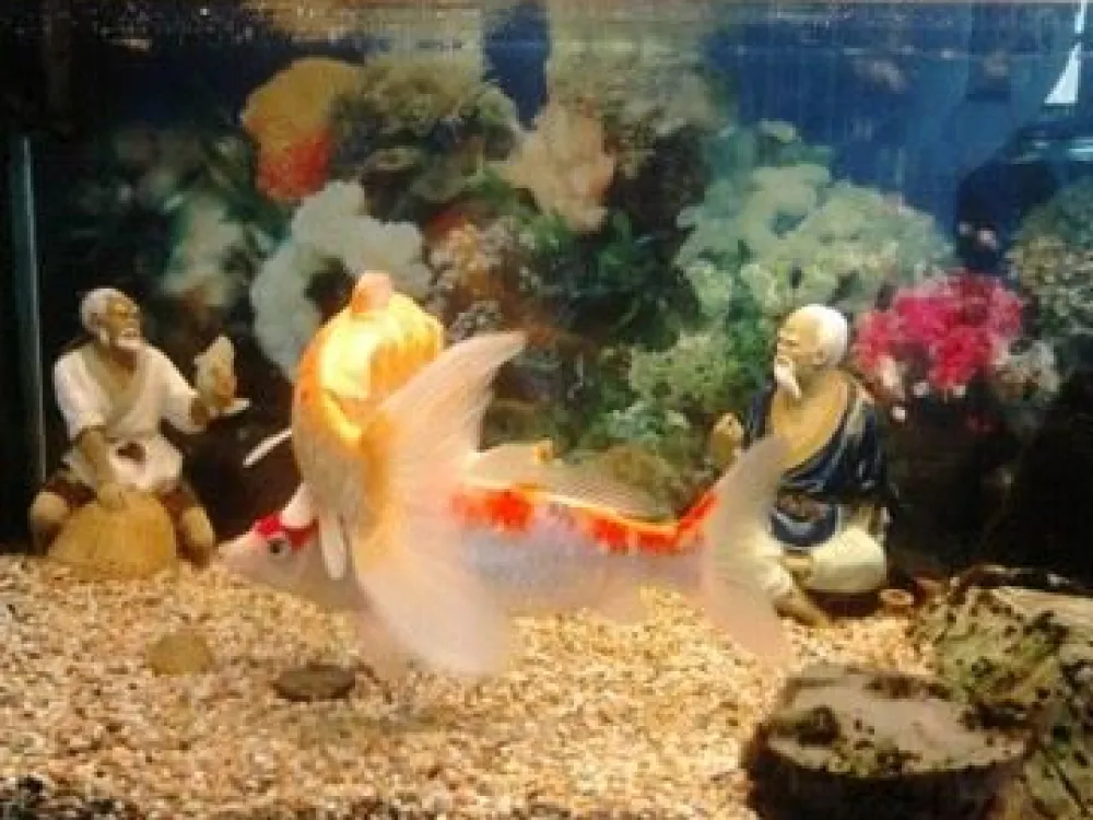 Mandarin Garden