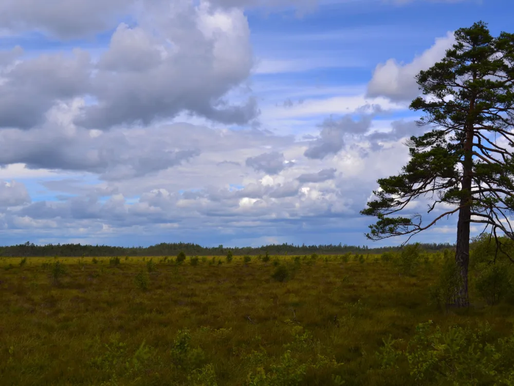 Naturreservat Taglamyren 