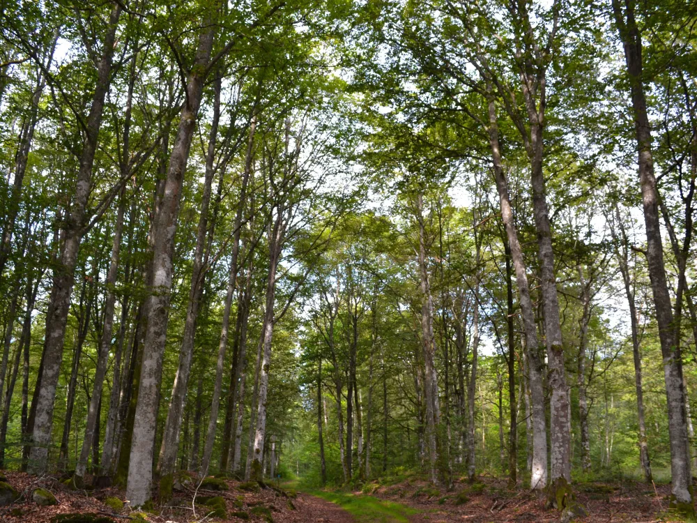 Nature reserve Agnäs