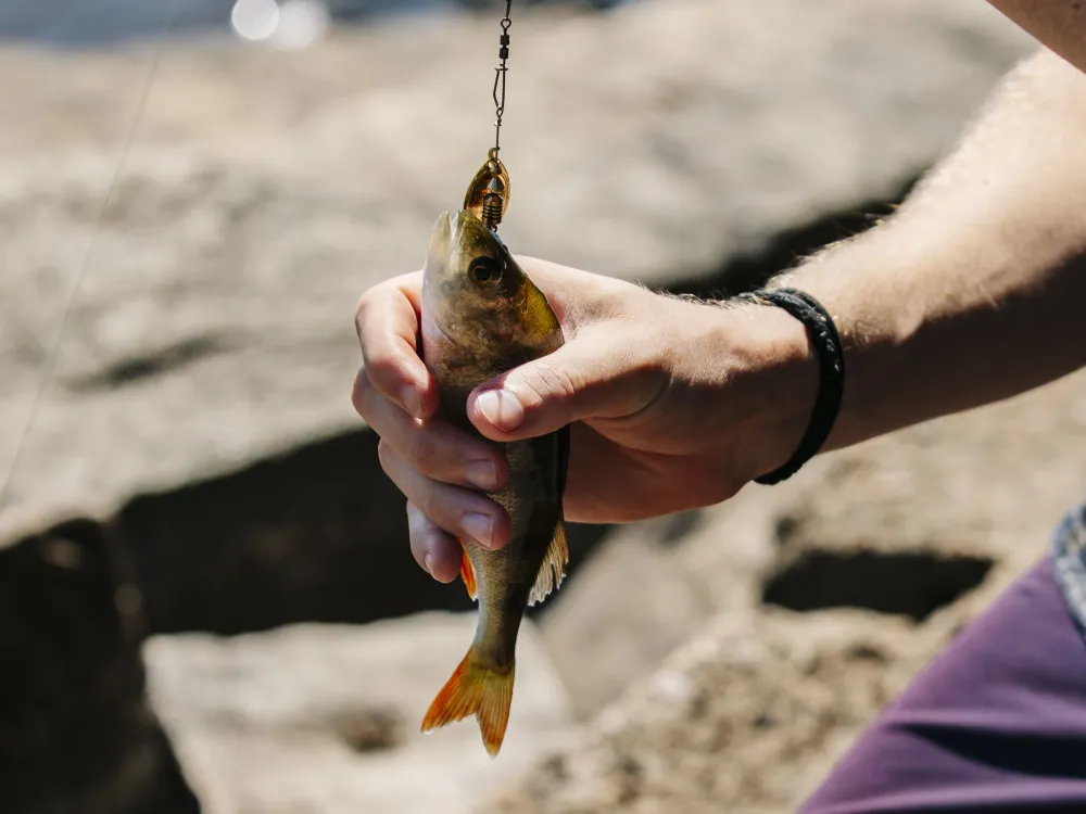 Fishing in Dansjö and Furen