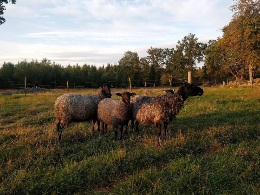 Lusseboda Lamb