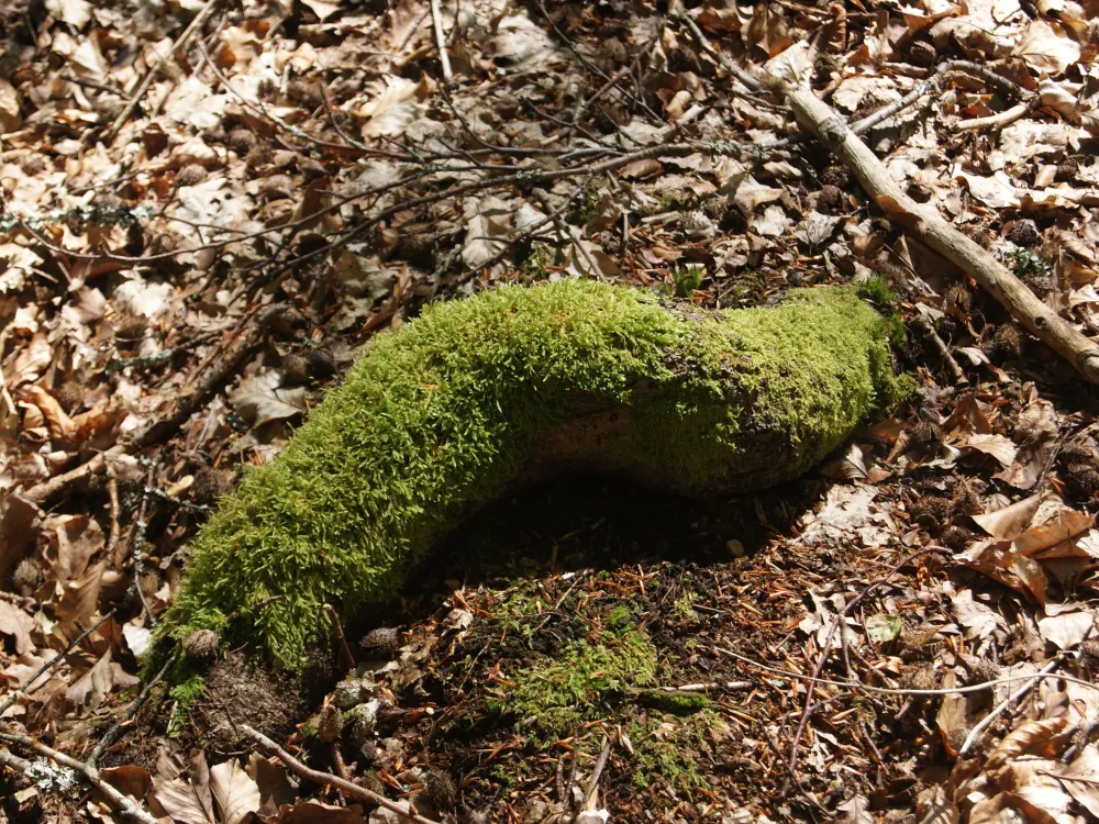 Vandring: Vandringsled i Brotorpabäcks Naturreservat 