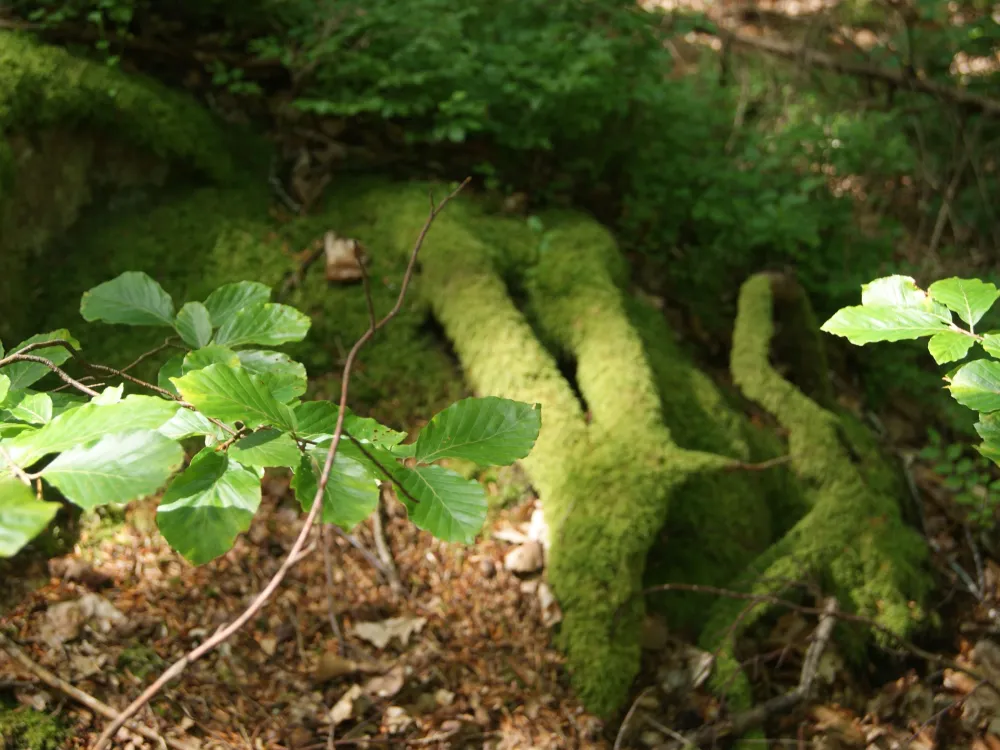 Vandring: Vandringsled i Brotorpabäcks Naturreservat 