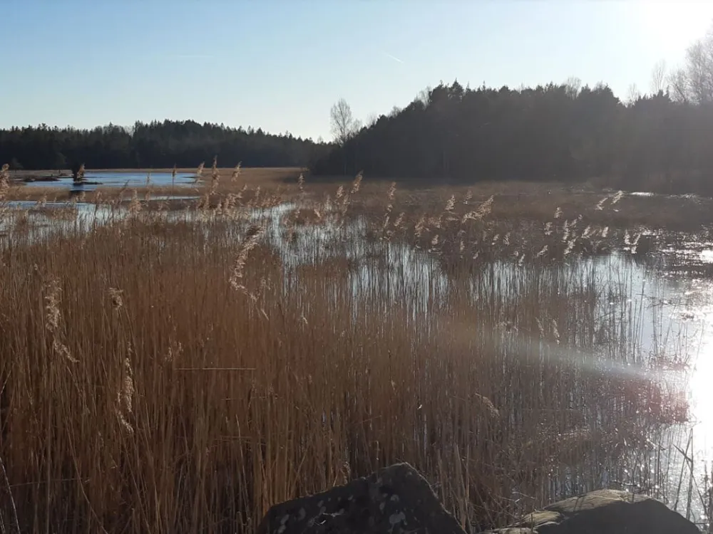 Fiskeguide Åsnen